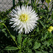 Dahlia blanc