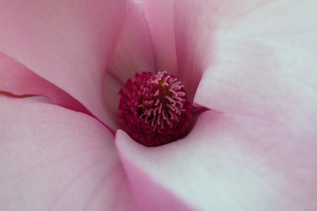 Magnolia #7