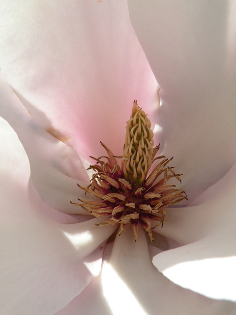 Magnolia #4