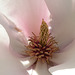 Magnolia #4