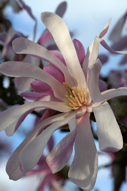 Magnolia #1