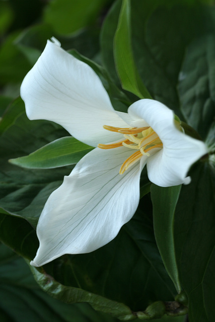 Wake Robin (Trillium ovatum)