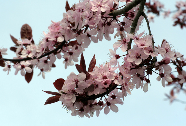 Prunus Branches