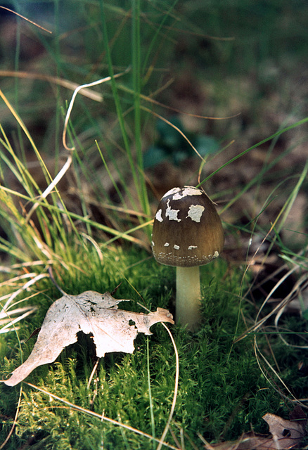 Cleft-foot Amanita Mushroom (Amanita brunnescens)