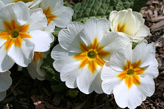 White and Yellow Primulas