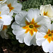 White and Yellow Primulas