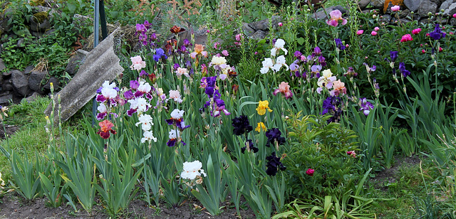 Bouquet d'iris  (4)