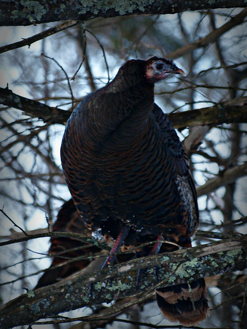 roosting