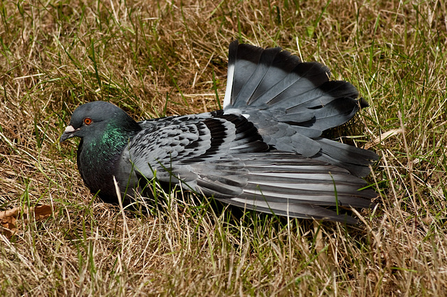 Bird Yoga?