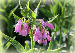 Symphytum x uplandicum ( asperum x officinalis)-Consoude de Russie