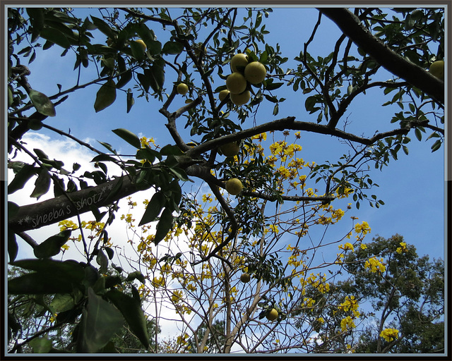 under the tree ..