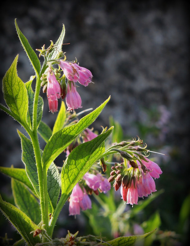 Symphytum x uplandicum ( asperum x officinalis)-Consoude de Russie