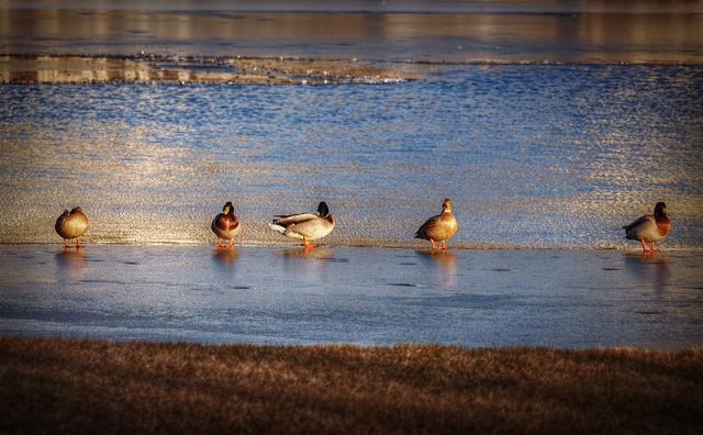 ducks on ice