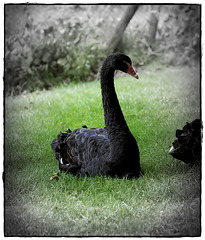 Black Swan & David Hume!!
