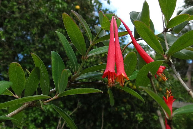 Honeysuckle Diner ..