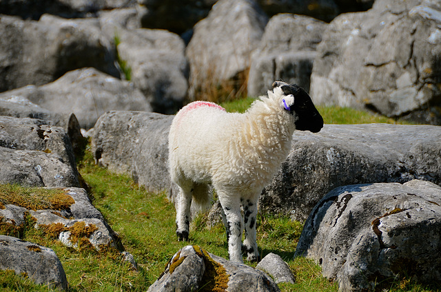 Ribblehead