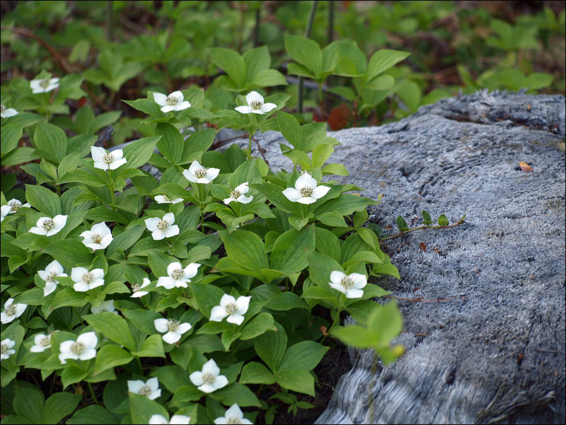 bunches of bunchberry