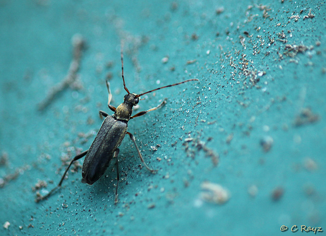 Grammoptera ruficornis