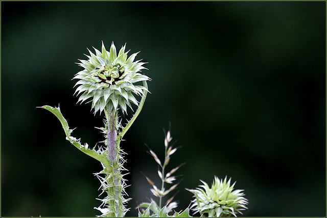 Halte aux chardons.....