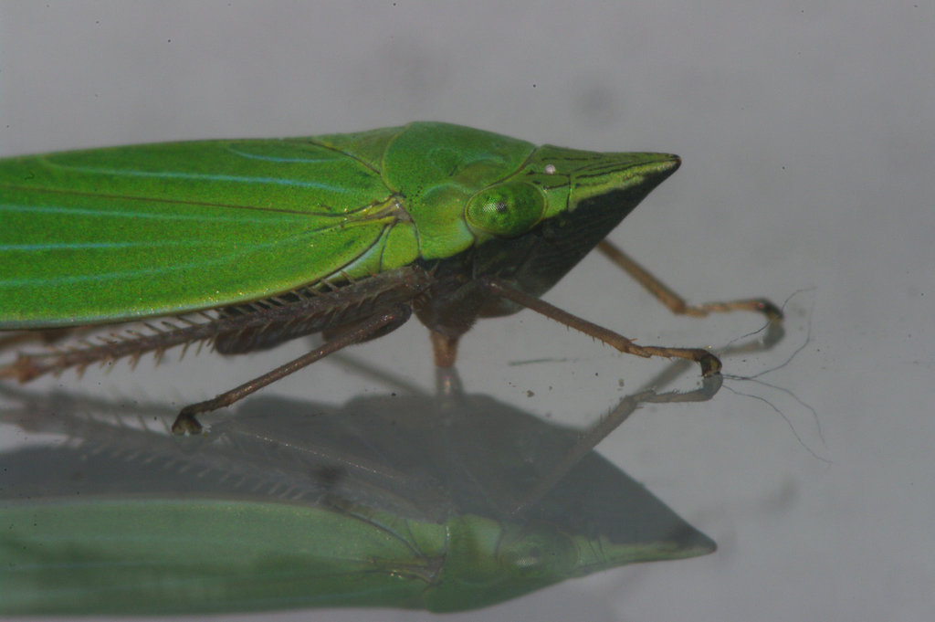 Leaf Hopper and Reflection