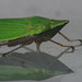 Leaf Hopper and Reflection