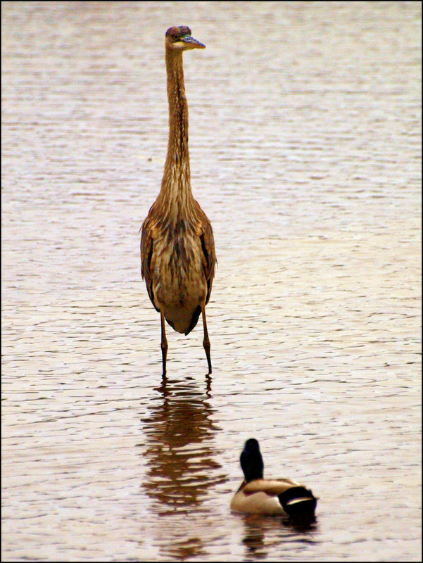 avian standoff