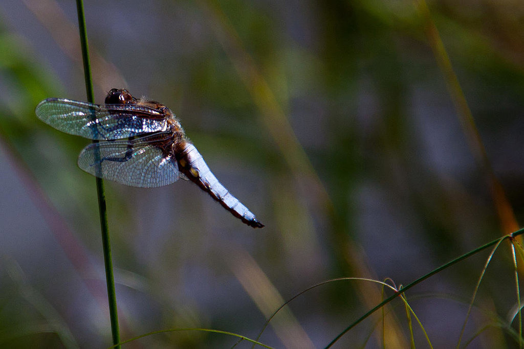 20130616 1938RAw Plattbauchlibelle m