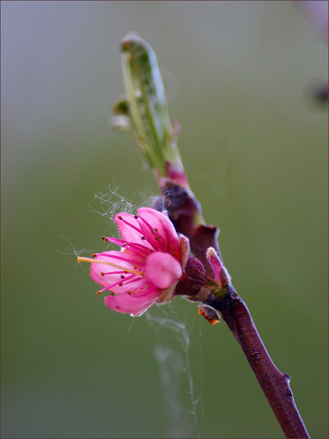 peach & fuzz