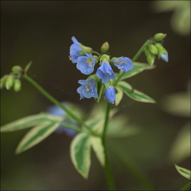 variegated jacob's ladder