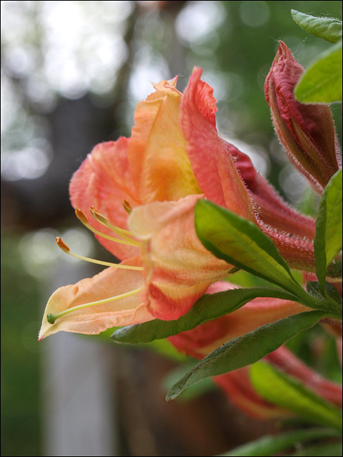 bud 'n bokeh