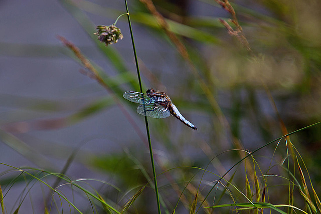 20130616 1940RAw Plattbauchlibelle m