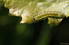 Sawfly Larva