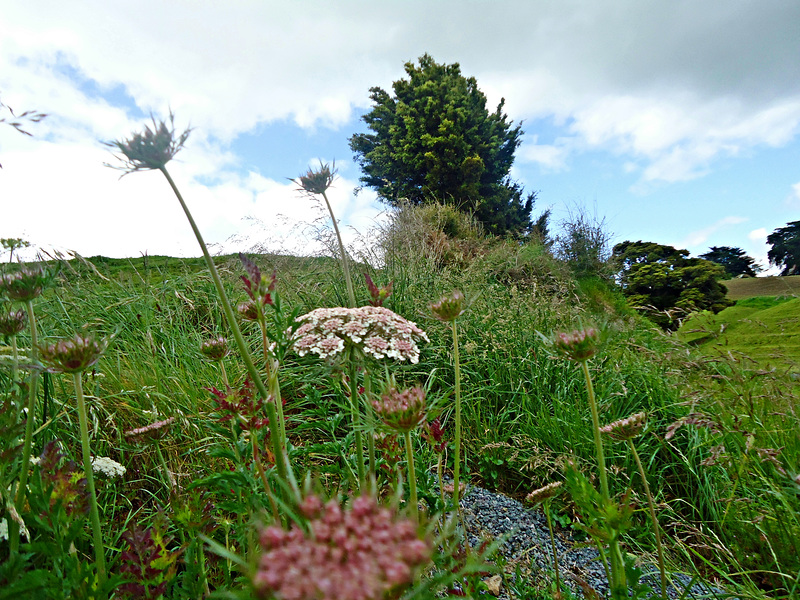 Weeds and seeds