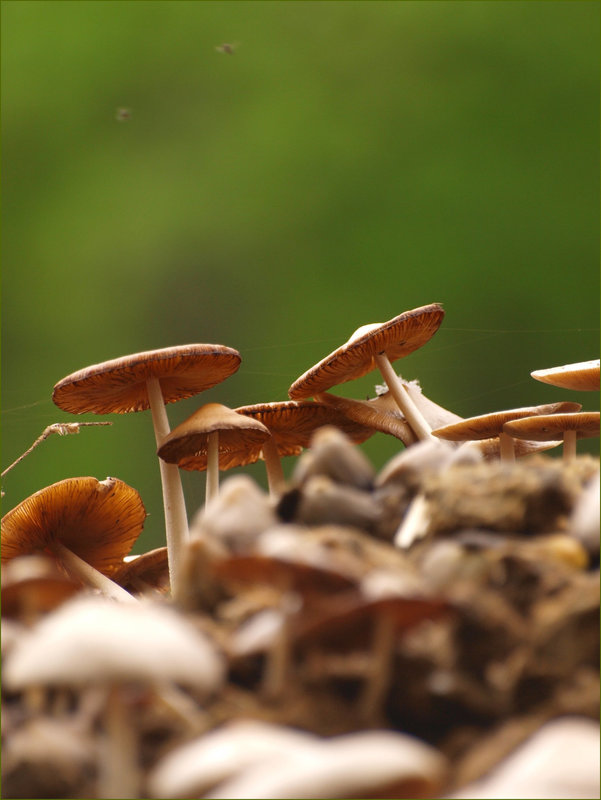 up on the [manure] mountain