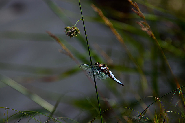 20130616 1942RAw Plattbauchlibelle m