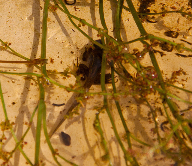 20130616 1943RAw [D~MI] Kaulquappe, Hille