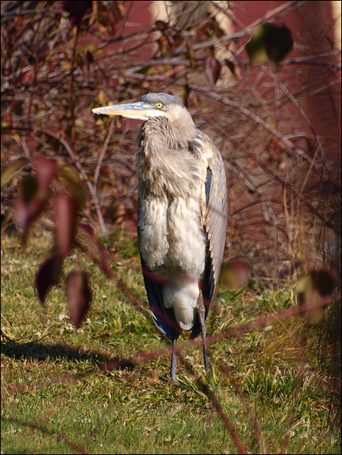 great blue