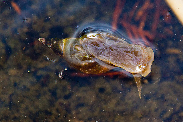 20130616 1946RAw [D~MI] Spitzschlammschnecke, Hille