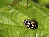 14-spot ladybird