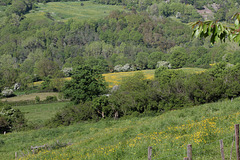 Mon pays vert (2)