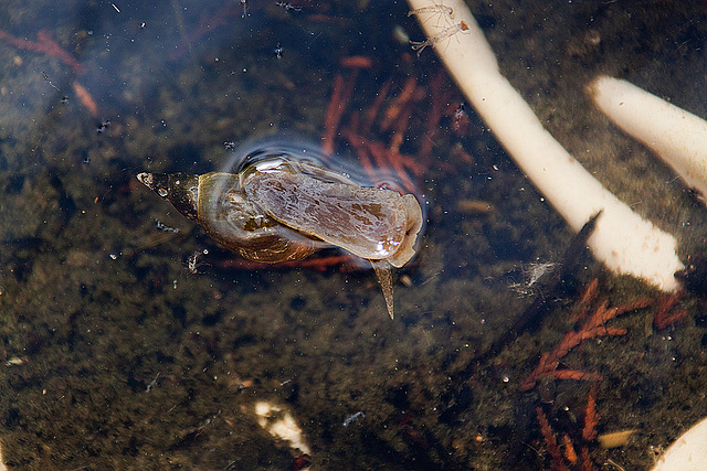 20130616 1947RAw [D~MI] Spitzschlammschnecke, Hille