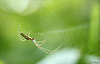 Tetragnatha extensa?