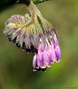 Comfrey