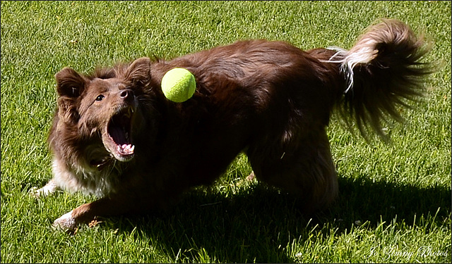 Shizandra & The Ball