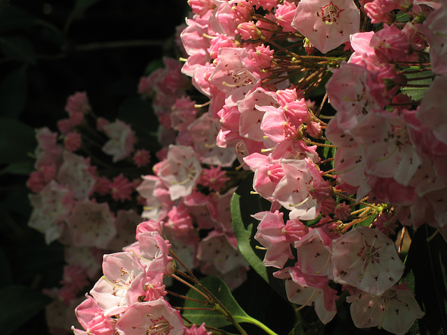 Mountain Laurel