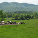 Holyoke Range with Cows