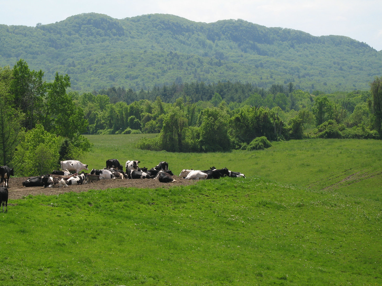 Holyoke Range with Cows