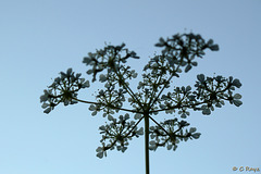 Cow Parsley