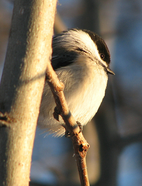 Sun-bathing