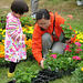 Choosing geraniums